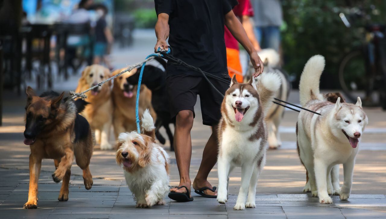 Requisitos para obtener certificación de Paseador de Perros en CDMX