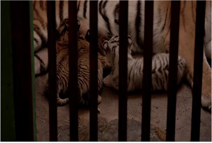 cachorro-tigre-bengala-zoológico-cuba